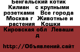 Бенгальский котик Килиан , с крупными розетками - Все города, Москва г. Животные и растения » Кошки   . Кировская обл.,Леваши д.